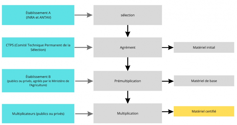 Figure 3. Schéma des étapes de la sélection clonale